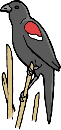 a drawing of a red-wing blackbird